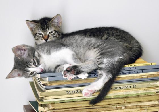 Auf Sina und Lila passen im Urlaub ihres Frauchens Katzensitter vom Verein »Freundeskreis Katze und Mensch« auf. 	Foto: Privat