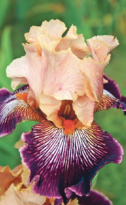 Die Farbpalette der Bartiris-Blüten ist schier unbegrenzt. Foto: Botanischer Garten