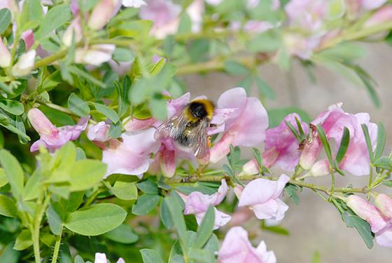 Kinder erfahren alles über Hummeln, Bienen, Schmetterlinge und andere Blütenbesucher. Foto: VA