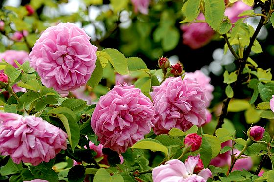 Duftrosen erfreuen seit Alters her die Sinne derer, die einen schönen Garten lieben. Da dürfen Rosen nicht fehlen.	Foto: VA