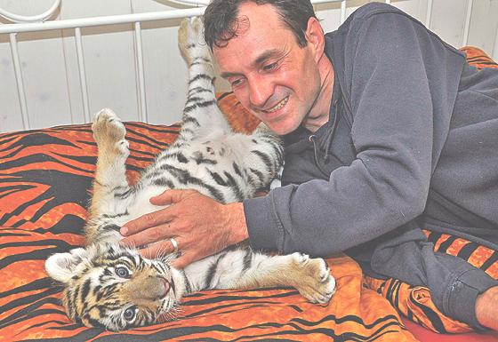 Christian Walliser zeigt seine Raubkatzen auf dem Isener Volksfest – und bringt auch Tigerbaby Yarisha in den Markt mit. 	Foto: VA