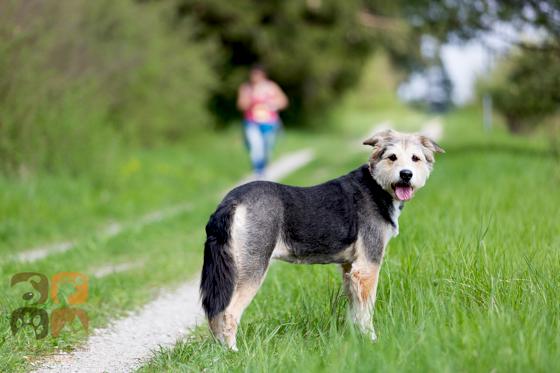 Der Freilauf für Hunde in München soll grundsätzlich bleiben, aber nicht, wo viele Menschen sind. Foto: Hundewanderung München/Carsten Becker