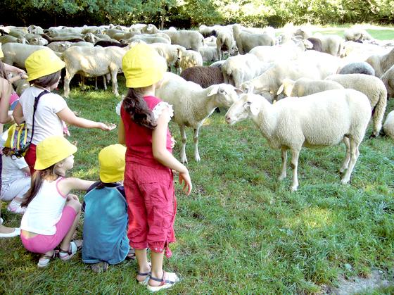 »Auf zu neuen Schafen!«: Familien können Schäfer Johannes Rosenhuber und seine Herde im Englischen Garten besuchen.	Foto: VA