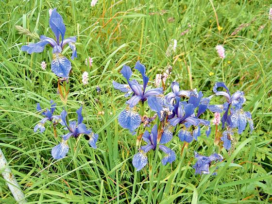 Ein kleines Wunder: Naturschutzreferent Max Finster hat ein Vorkommen der blauen Schwertlilie im südöstlichen Landkreis entdeckt.	Foto: Landratsamt