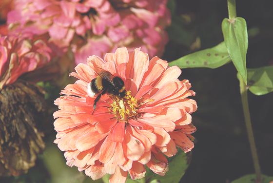 Die Blütenköpfchen dieser kleinen Studentenblume werden gerne von Insekten besucht.	Foto: VA