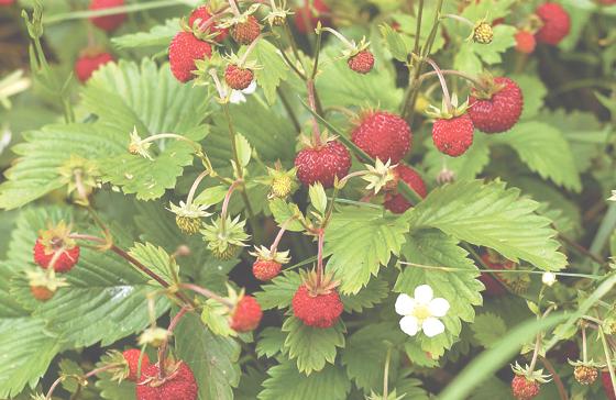 Die roten, stark duftenden Erdbeeren werden von Vögeln und Säugern gleichermaßen verbreitet.	 Foto: Franz Höck, Botanischer Garten München-Nymphenburg