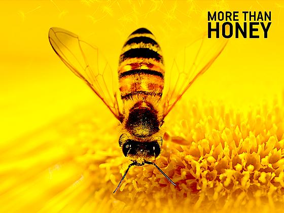 Erleben Sie den faszinierenden Film »More than honey« am 20. Oktober.	Foto: VA
