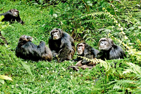 Der Film »Die Schimpansen« zeigt frei lebende Primaten aus dem Tai-Nationalpark an der Elfenbeinküste.	Foto: VA