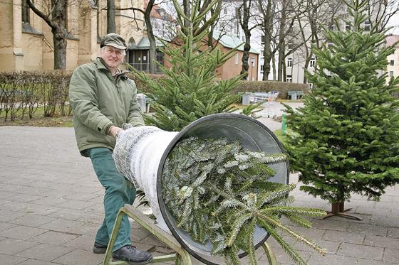 Fritz Feilmeiers Bäume aus dem Bayerischen Wald zieren im Advent den Johannisplatz  und an Weihnachten so manche Haidhauser Wohnung.	Foto: js