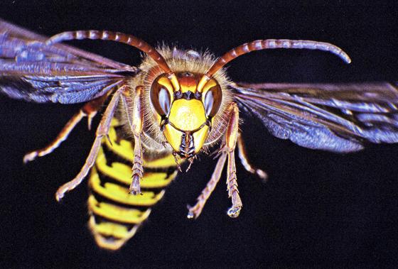 Keine Angst vor Hornissen: Sie sind »gutmütige Jumbos« unter Wespen, wie der LBV-Vortrag zeigt. 	Foto: LBV