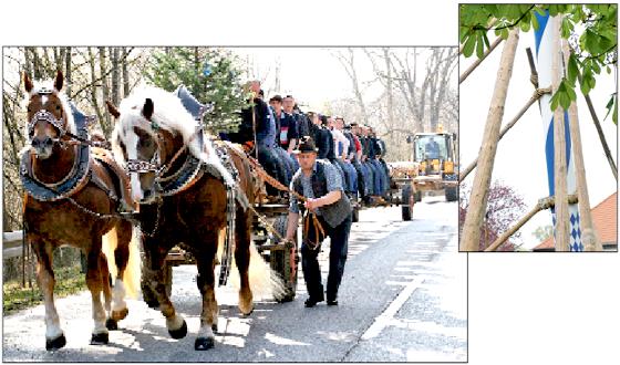 Mit einem prächtig geschmückten Pferdegespann brachten die Burschen den künftigen Maibaum zum Schelle-Hof.	Mit Scherstangen wird der Baum aufgestellt. Fotos: ho/hw