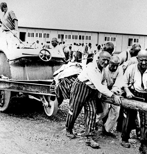 Zwangsarbeit im KZ Dachau: Häftlinge ziehen eine Lagerwalze. 	Foto: Staatsarchiv München