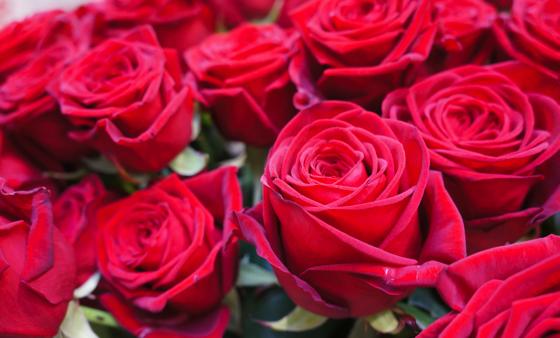 Rote Rosen zum Muttertag! Der Klassiker unter den Geschenken. Es gibt aber noch viele andere Möglichkeiten um Mutter eine Freude an ihrem Ehrentag zu machen! Foto: hw