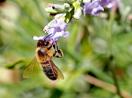 Schlaraffenland für Bienen: Wie man eines auf dem Balkon einrichtet, erfährt man beim Vortrag in der Seidlvilla.	Foto: VA
