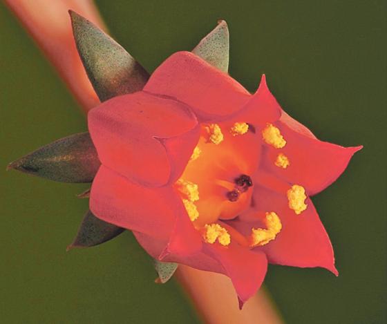 Die Echeveria atropurpurea, ein Dickblattgewächs (Crassulaceae). Foto: VA