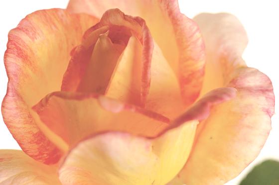 Gloria Dei heißt diese Rosensorte, die sich großer Beliebtheit erfreut. 	Foto: VA