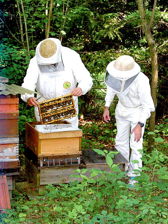 Die Bezirks-Bienenzuchtverein lädt am 5. Juli, ein zum Tag der offenen Tür. 	Foto: VA
