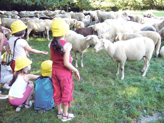 Die Kinder können die Schafe streicheln, riechen und viel Wissenswertes über die Tiere vom Schäfer erfahren.	Foto: Verein