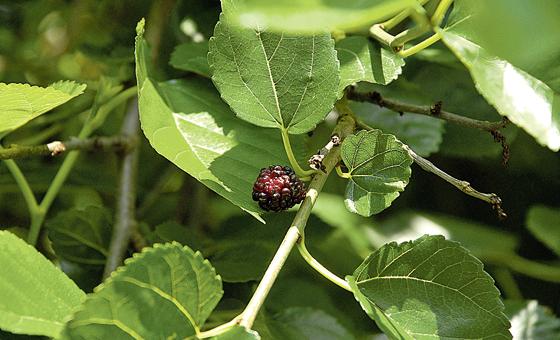 Die Blätter des Maulbeerbaums sind Nahrung für die Seidenraupen.  	Foto: VA