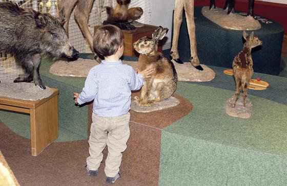 Zum Auftakt der Sommerferien gibt es zwei spannende Führungen für Kinder im Jagd- und Fischereimuseum.	© Museum