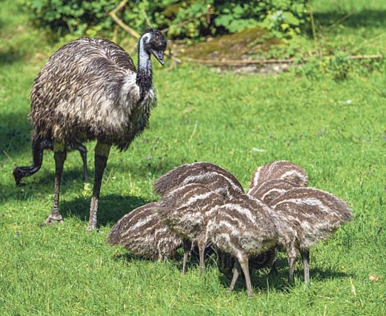 Acht kleine Emus halten Emu-Papa Kanaro ganz schön auf Trab. 	Foto: Marc Müller