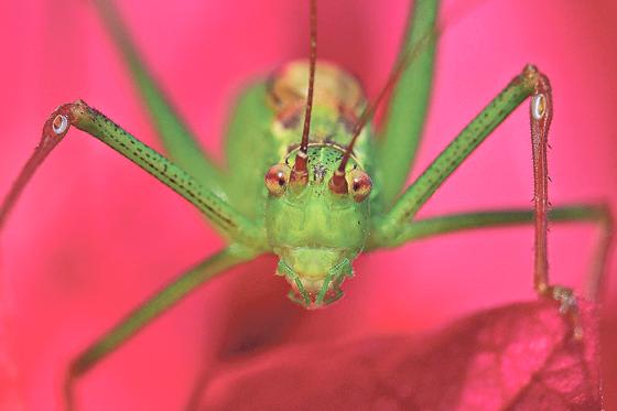 Dem Insekt ins Auge geblickt! Der Naturfotograf Stefan Masur präsentiert noch bis 3. September seine Kunstwerke im Rathaus Dorfen. 	Foto: Stefan Masur