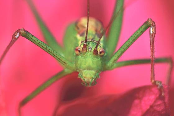 Dem Insekt ins Auge geblickt! Der Naturfotograf Stefan Masur präsentiert noch bis 3. September seine Kunstwerke im Rathaus Dorfen.	Foto: Stefan Masur