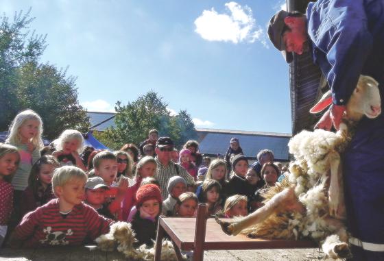 Täglich ab 11 Uhr können die Schäfer beim Scheren ihrer Schafe beobachtet werden. Die Wolle dürfen die Kinder dann als Geschenk mitnehmen.	Foto: VA