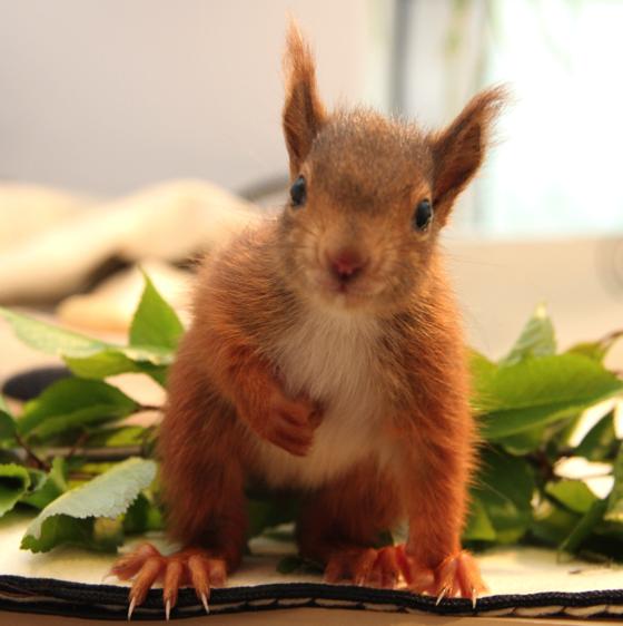 Ein Herz für Eichhörnchen und Wildtiere!  Foto: Eichhörnchen Verein e.V.