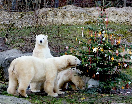 Über einen Weihnachtsbaum mit Makrelenbehang freuten sich Hellabrunns Eisbären.	Foto: Tierpark
