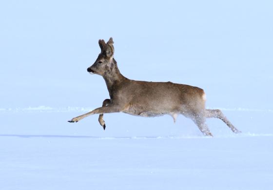 Besonders in der schneereichen Winterzeit sollten Spaziergänger und Sportler Wildtiere nicht unnötig beunruhigen.	Foto: Stefan Ott/Agentur Piclease