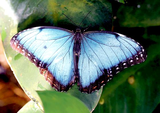 Schmetterlinge wie dieser Himmelsfalter sollen die Kinder beim Basteln inspirieren.	Foto: VA