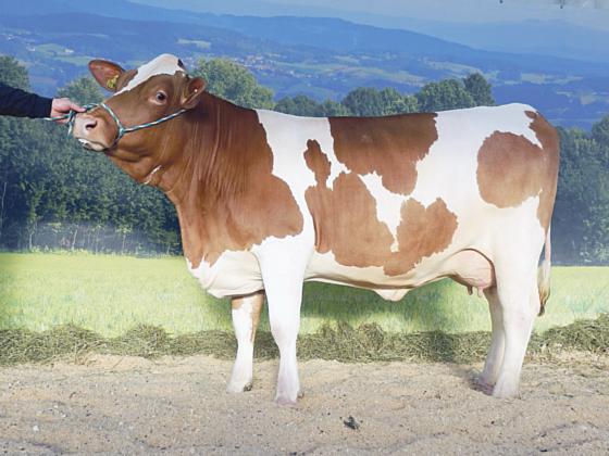 Eine der »schönsten Kühe« aus dem Landkreis Ebersberg: »Prinzes« aus der Zucht von Anton Koegl aus Buch / Kirchseeon. 	Foto: VA
