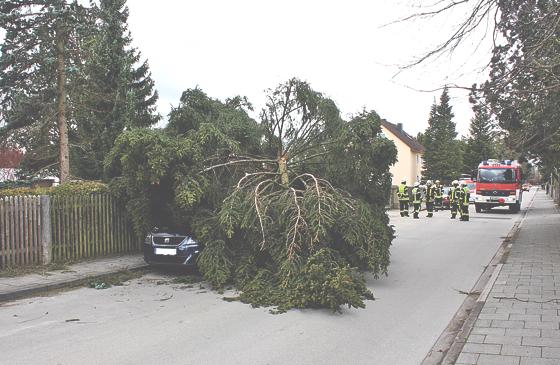 Umgestürzte Bäume bereiteten den Floriansjüngern der FFW Haar jede Menge Arbeit, hinzu kamen beschädigte Hochspannungsleitungen und abgedeckte Keller. 	Foto: FFW Haar