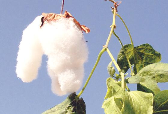 Baumwolle ist ein weltweit äußerst bedeutender nachwachsender Rohstoff und eine wichtige Weltwirtschaftspflanze.	F.: Franz Höck, Botanischer Garten