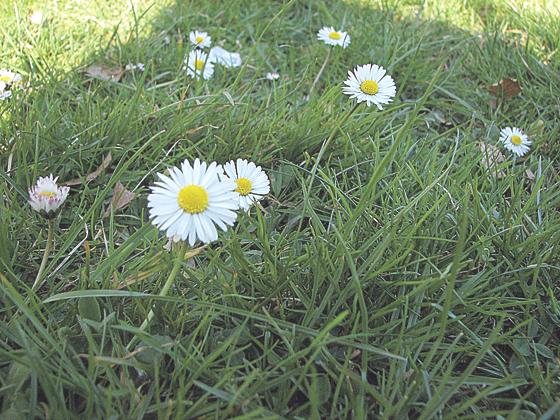 Wer nicht immer gleich zum Rasenmäher greift, lässt kleinen Blüten eine Chance.	Foto: VA