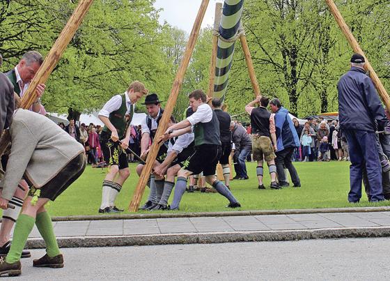 Es ist geschafft: Mit geballter Manneskraft wurde das Traditionsstangerl in Neukeferloh aufgestellt.	Foto: privat