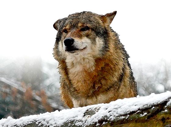 Wölfe sind besonders streng geschützt und dürfen nur in  Ausnahmefällen geschossen werden.	Foto: Miha Krofel