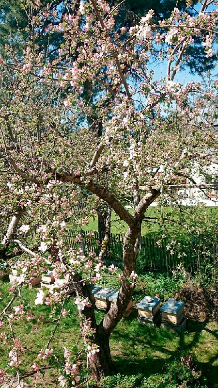 Ein blühender Apfelbaum  Balsam für die Seele.	Foto: privat