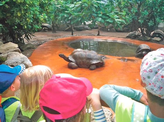 Neugierig beäugten die Kindergartenkinder die Schildkröte.	Foto: Einrichtung