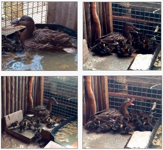 13 Wildentenküken mit ihrer Entenmutter fühlen sich pudelwohl in ihrem  Übergangsquartier auf der Pädagogischen Farm.	Foto: privat