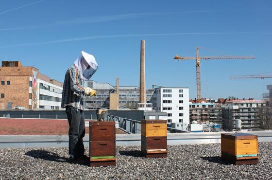 Stadtimkern über den Dächern von München liegt voll im Trend. 200 Millionen Bienen bevölkern momentan die Stadt.	Foto: Green City