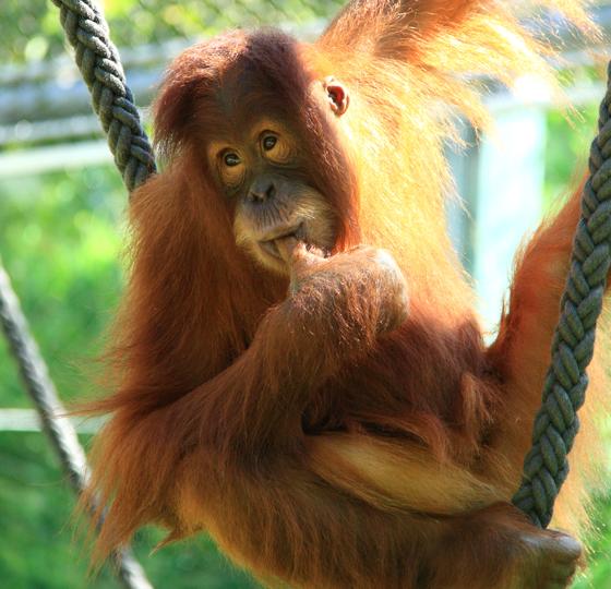 Sumatra-Orang-Utan Jolie wurde am 15. Juli 2009 in Hellabrunn geboren.	Foto: Tierpark Hellabrunn