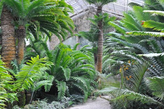 Palmenfarne stehen u. a. im Mittelpunkt der Erlebnisführung im Botanischen Garten.	Foto: VA