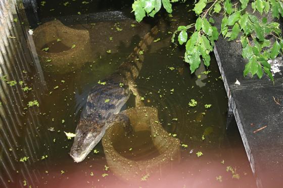 Unvermittelbare Tiere, wie dieses Krokodil, könnten in einem Schaubereich gezeigt werden. 	Foto: J. Stark