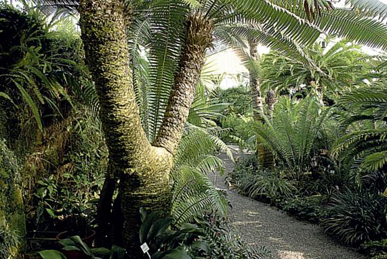 Die Palmfarne oder Cycadeen waren zur Zeit der Dinosaurier weit verbreitet. Entgegen ihres deutschen Namens sind sie weder mit Palmen noch mit Farnen, sondern mit Nadelhölzern verwandt.  	Foto: VA