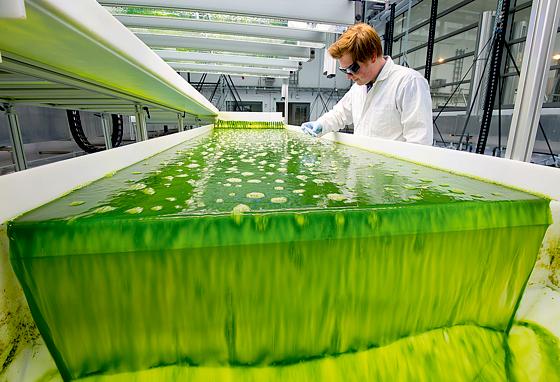 Fliegen Flugzeuge bald mit Treibstoff aus Algen? Im neuen Technikum sollen Verfahren zur Produktion von Biokerosin aus Algen erforscht werden.	Foto: Robert Brouczek