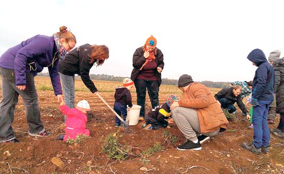 Auf dem Feld von Landwirt Georg Bockmaier wurden fleißig Kartoffeln ausgegraben.	Foto: privat
