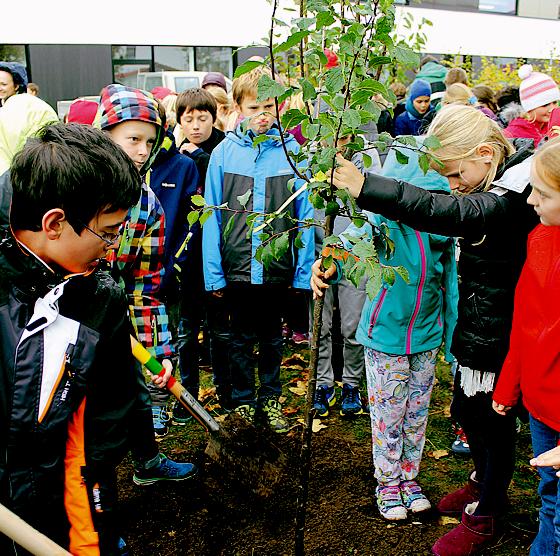 Die Schüler der Unterstufe pflanzten einige Obstbäume. 	Foto: privat