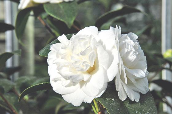 Die Camellia Janonica hat unter anderem die edle Sorte »Nobilissima« hervorgebracht. 	Foto: VA
